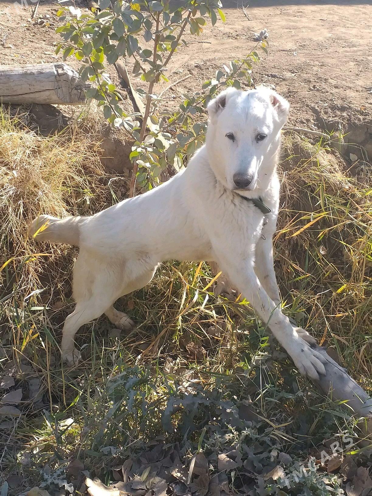 ak gush - Дашогуз - img 4