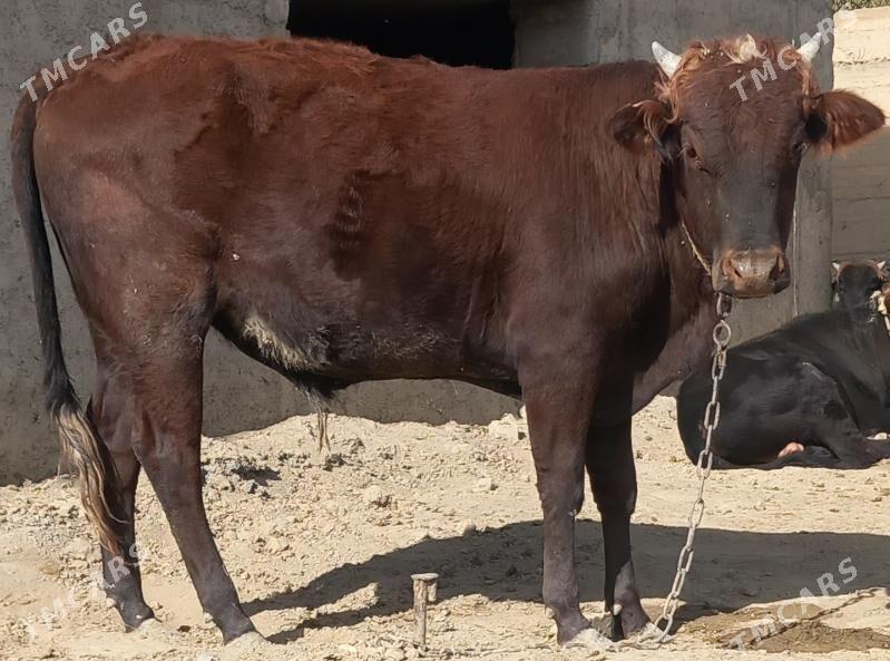 okuz - Анев - img 3