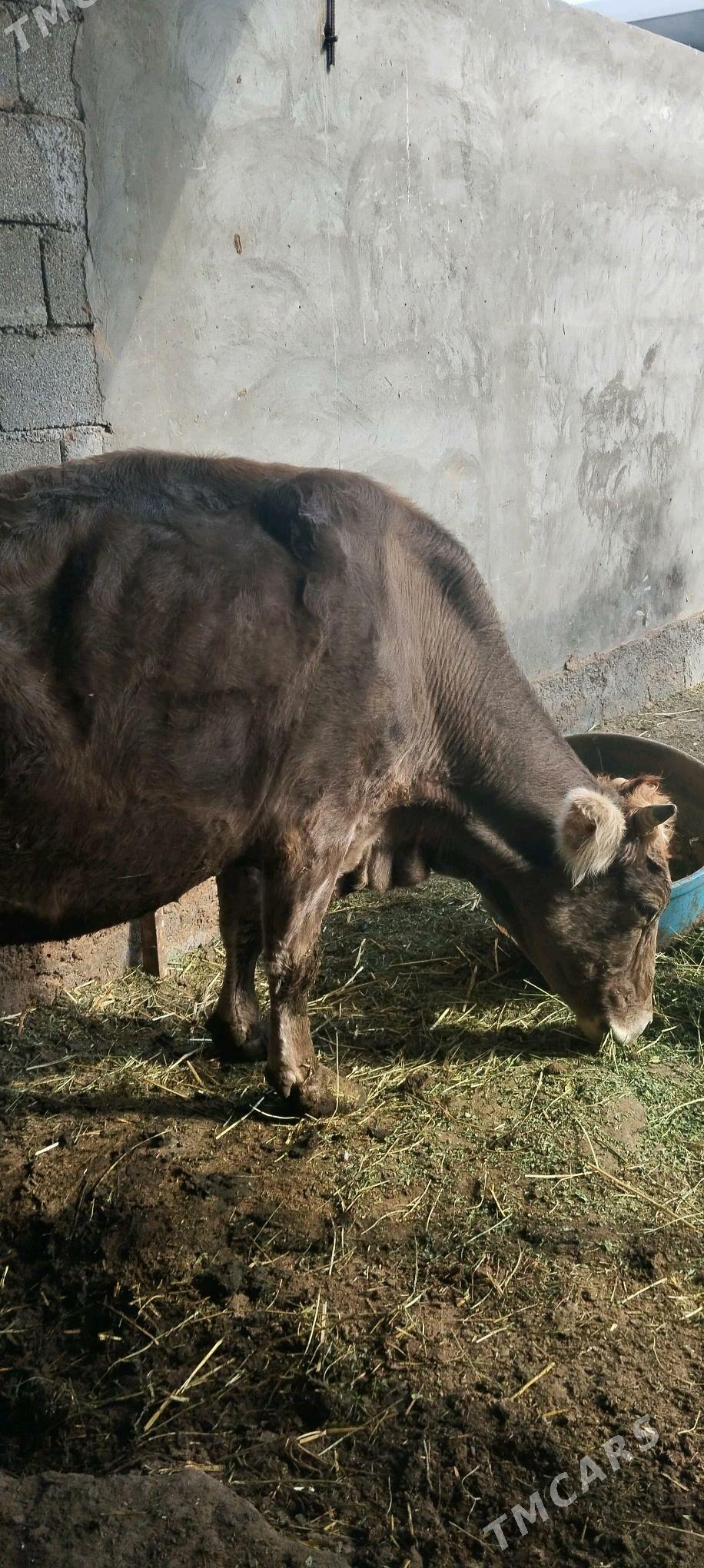 sygyr - Гарадамак Шор - img 3