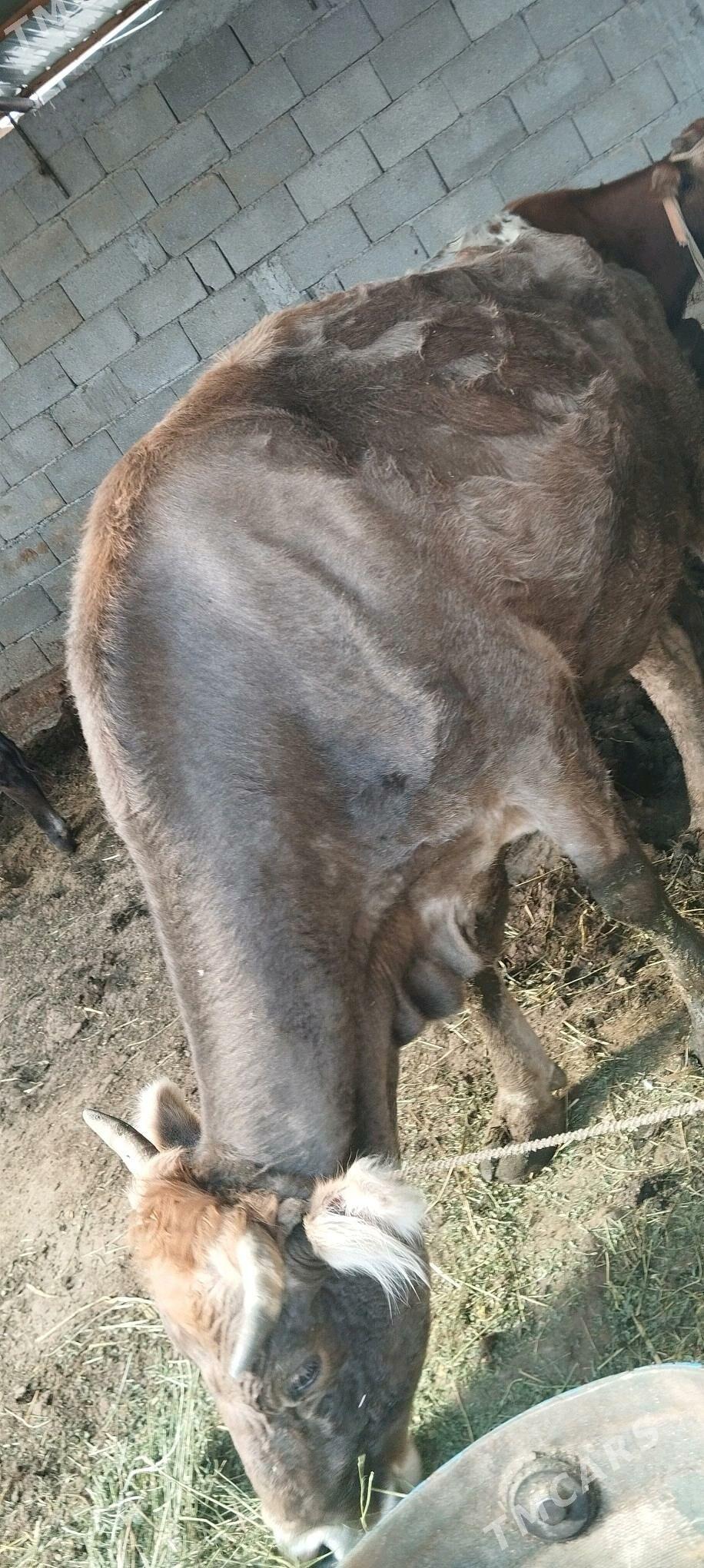 sygyr - Гарадамак Шор - img 2