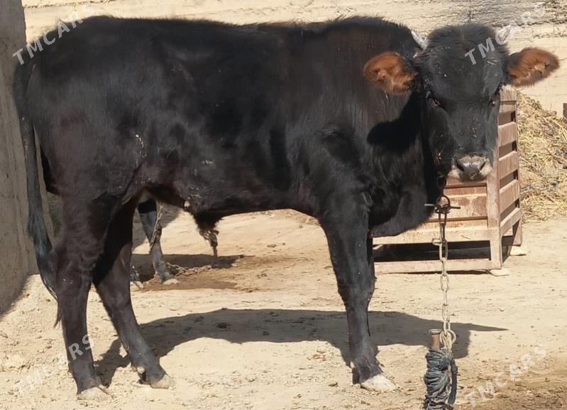 okuz - Анев - img 5