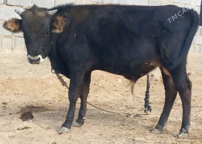 okuz - Анев - img 7