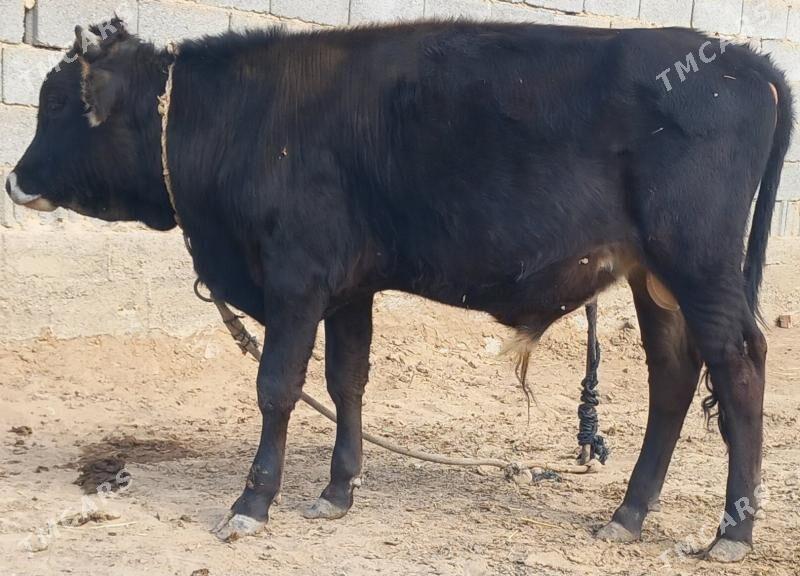 okuz - Анев - img 8