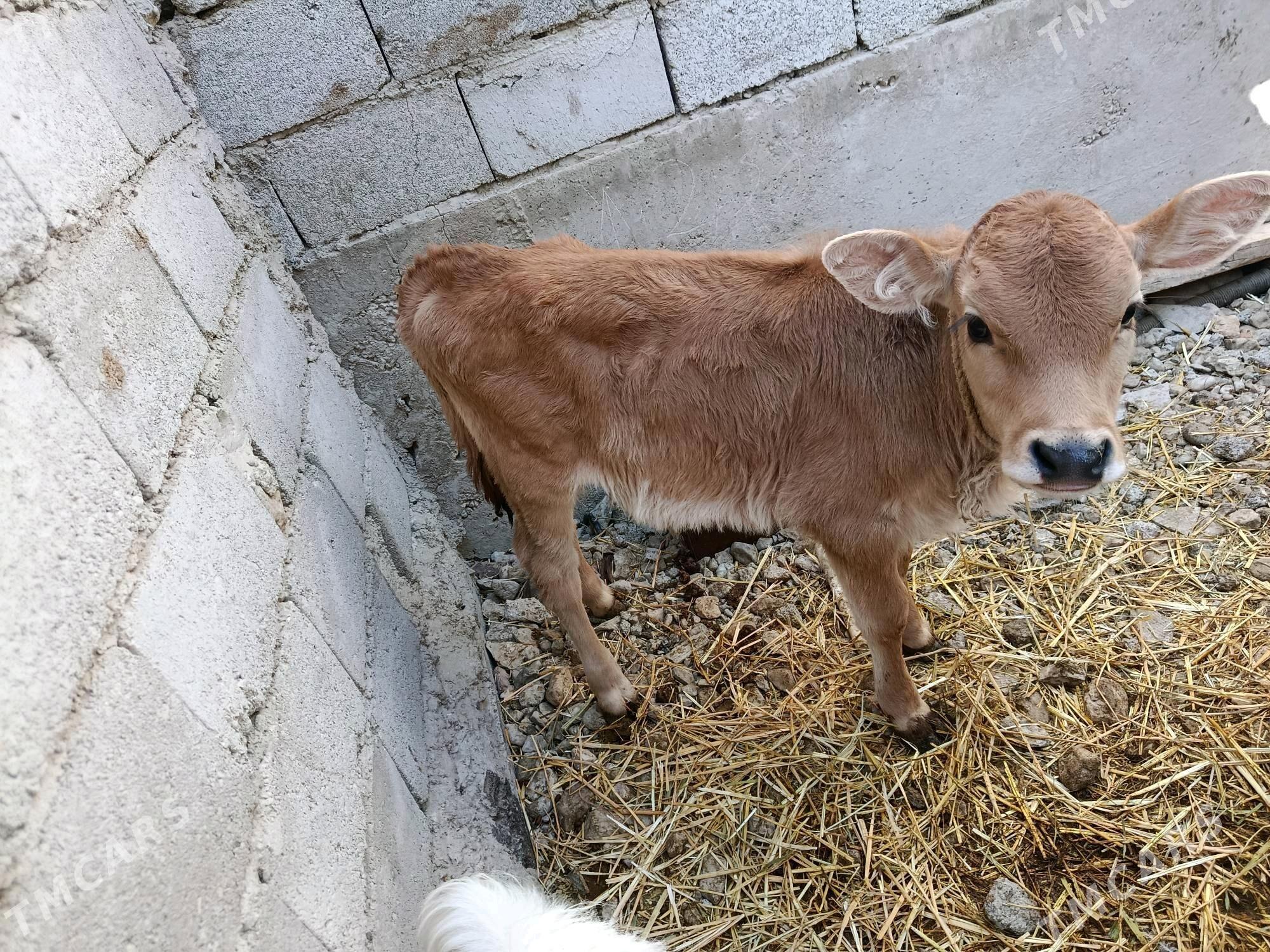 goleli sygyr - Балканабат - img 3