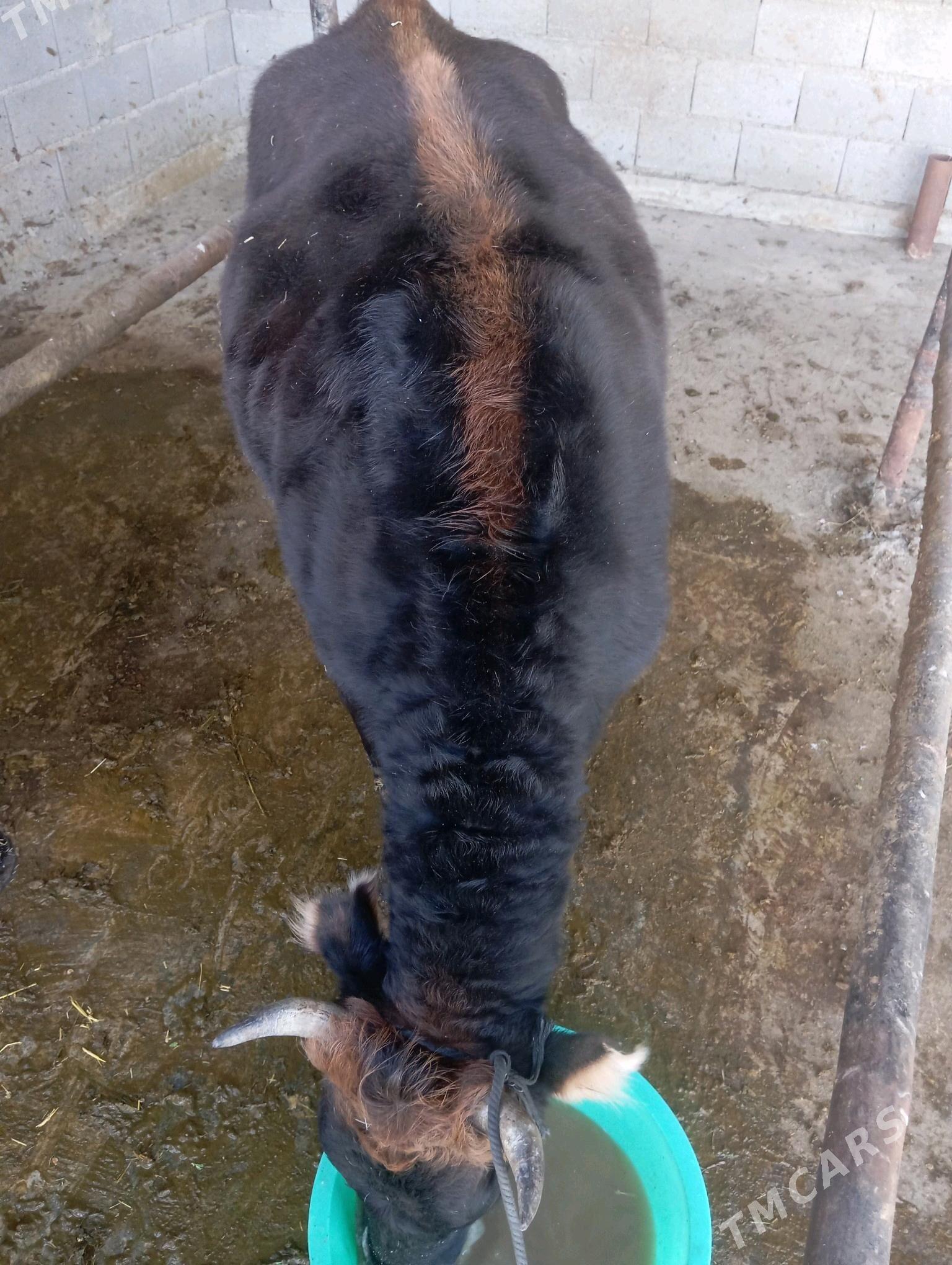 öküz - Бахарден - img 1