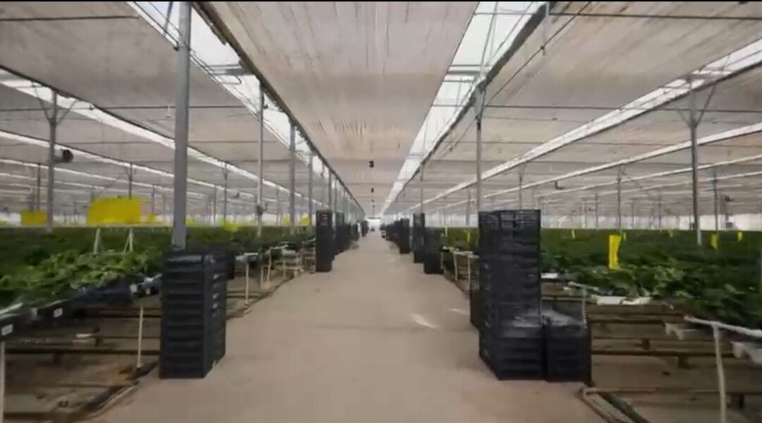 Ýyladyşhana Teplisa Теплица - Ак-Бугдайский этрап - img 4