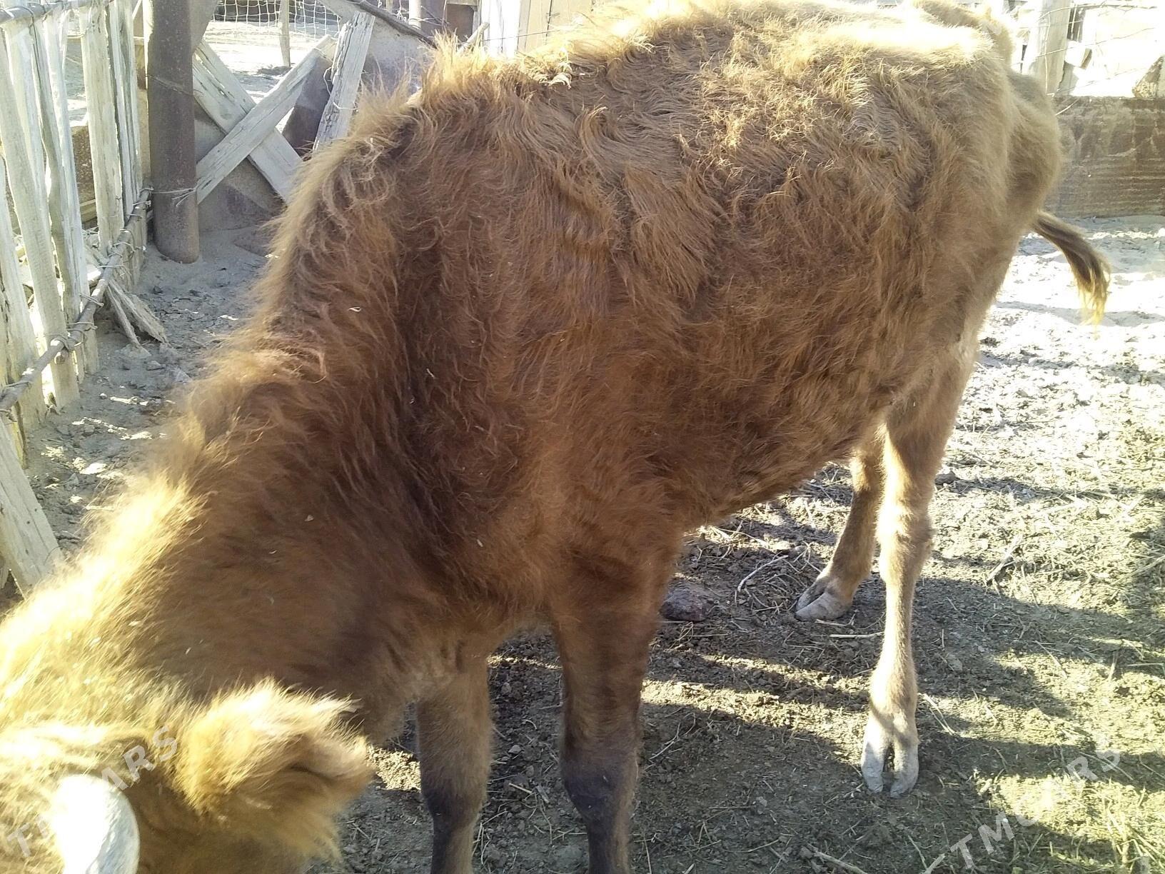 Sygyr - Эсенгулы - img 2