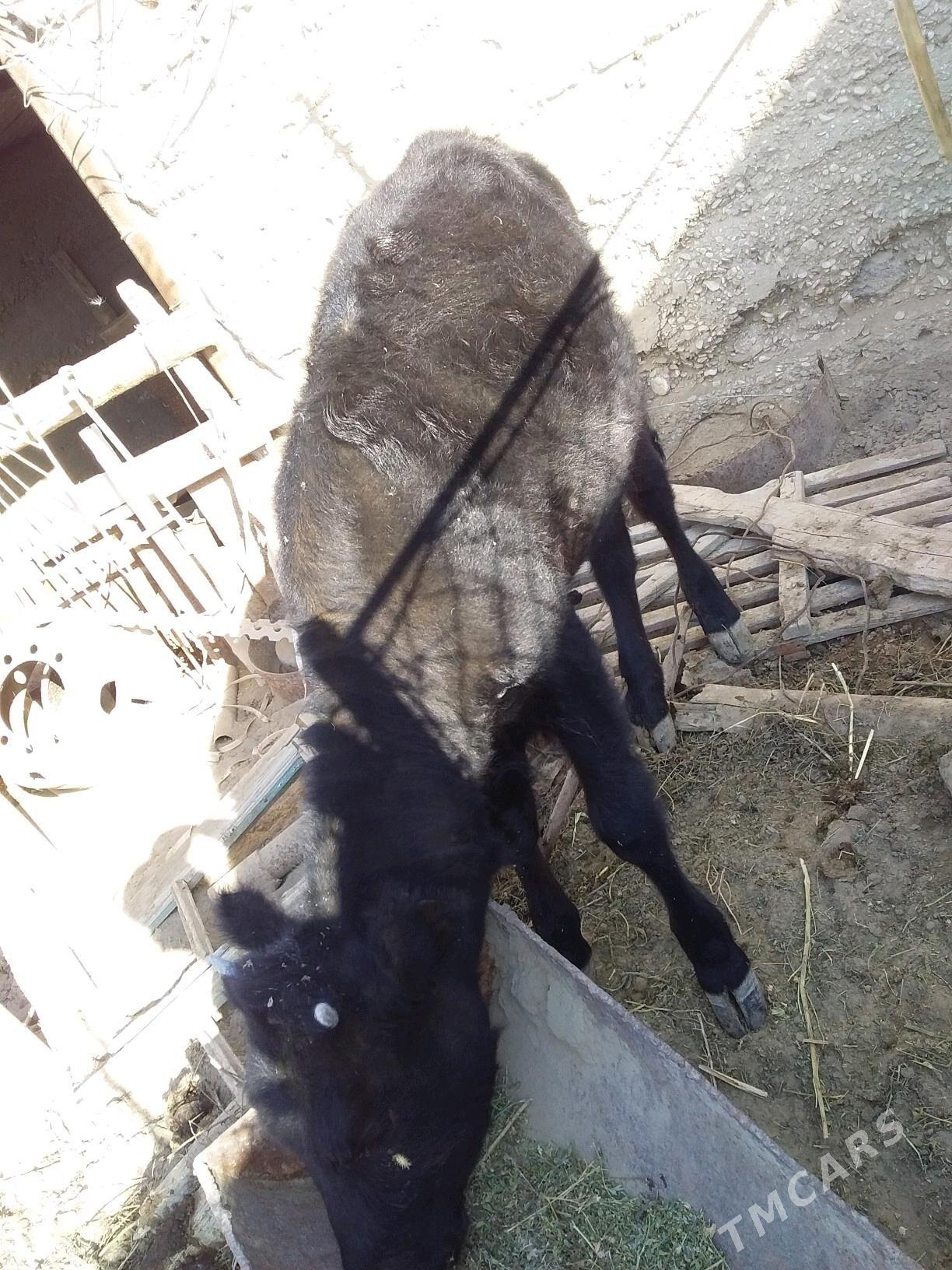 Sygyr - Эсенгулы - img 4