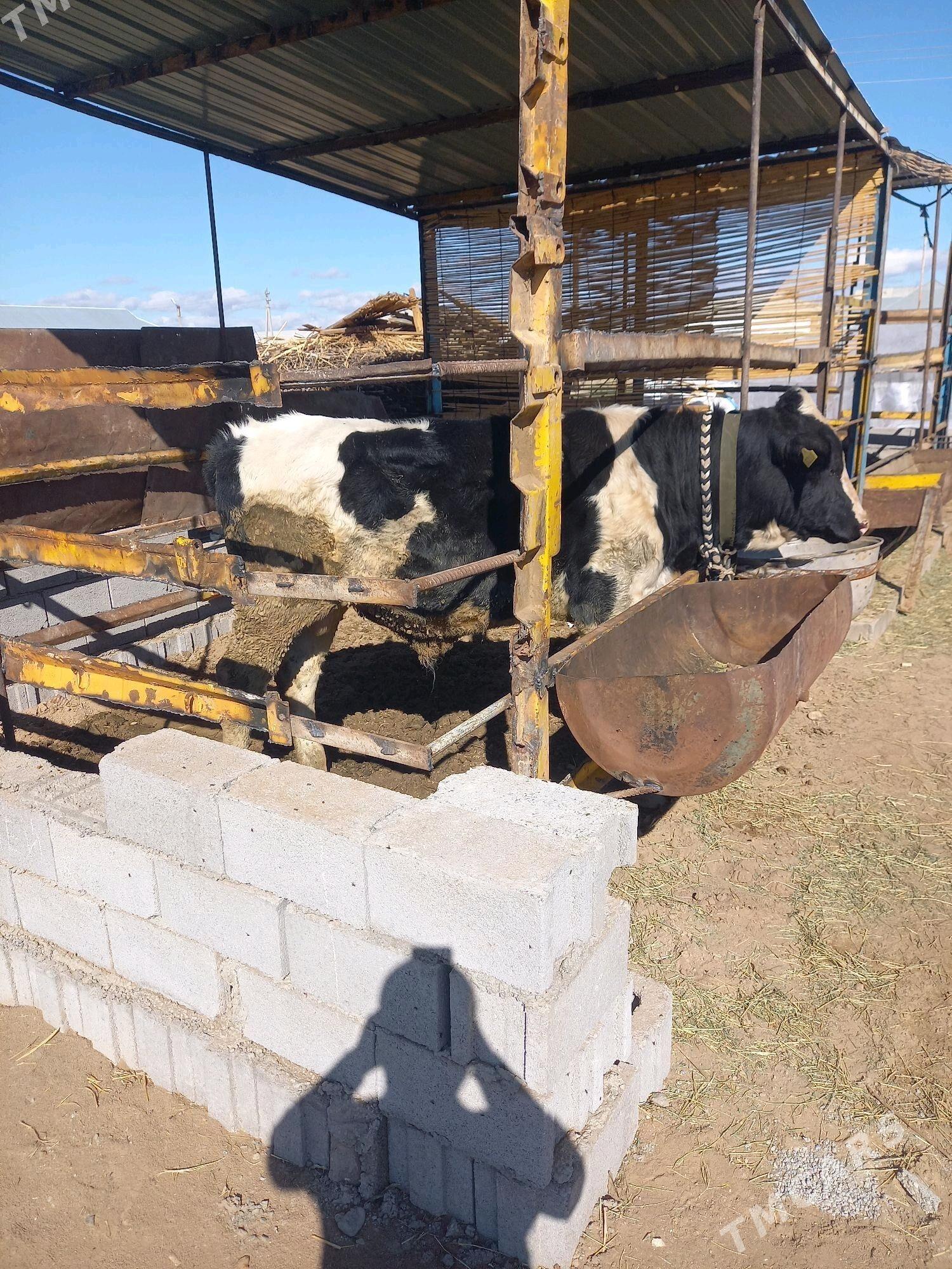 Öküz - Мары - img 2