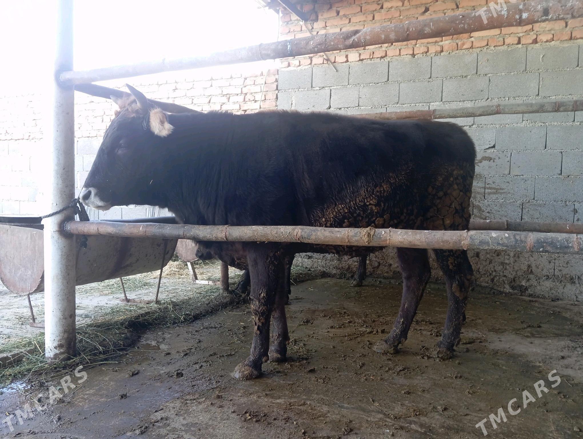 öküz - Бахарден - img 2