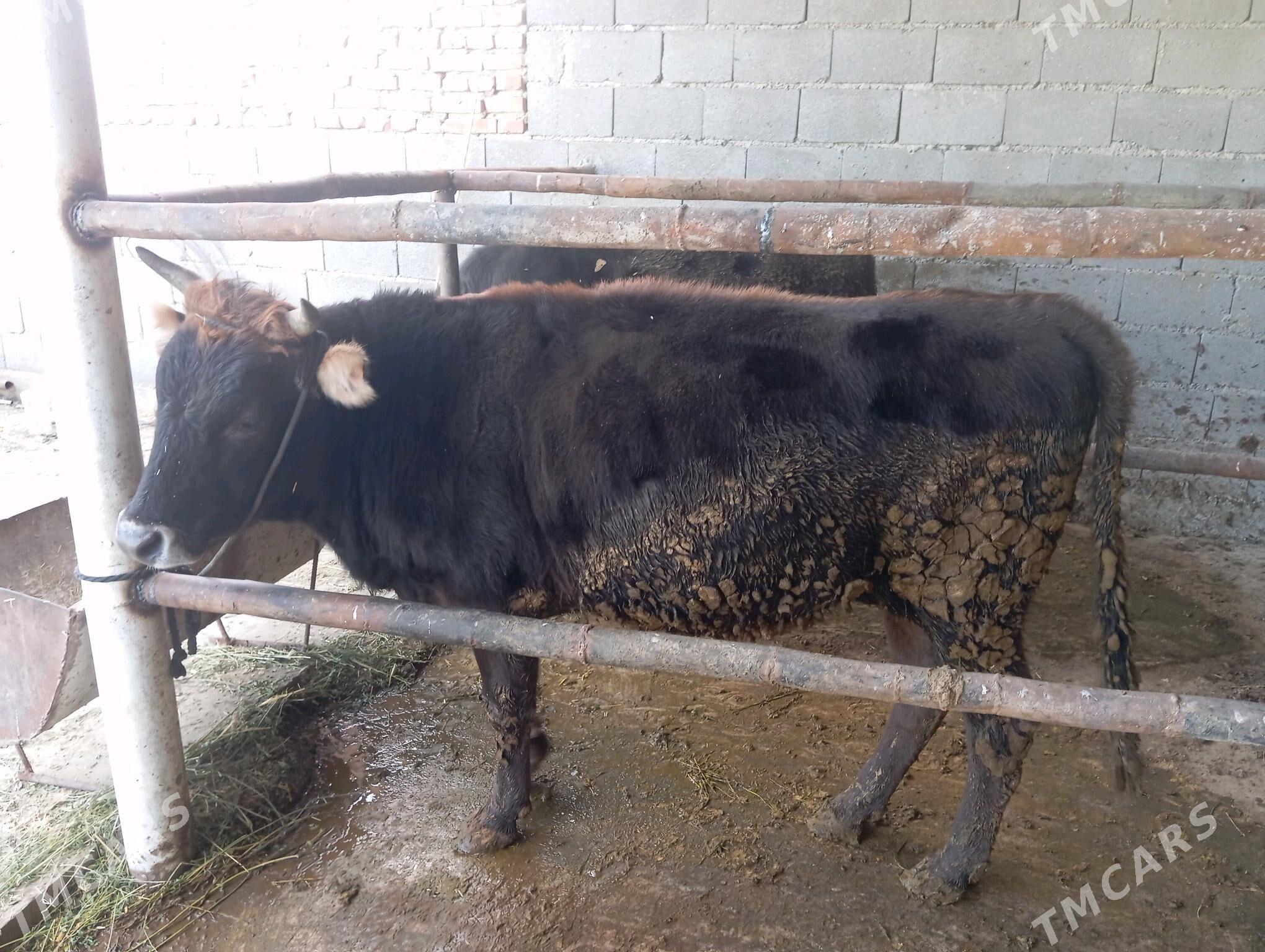 öküz - Бахарден - img 3