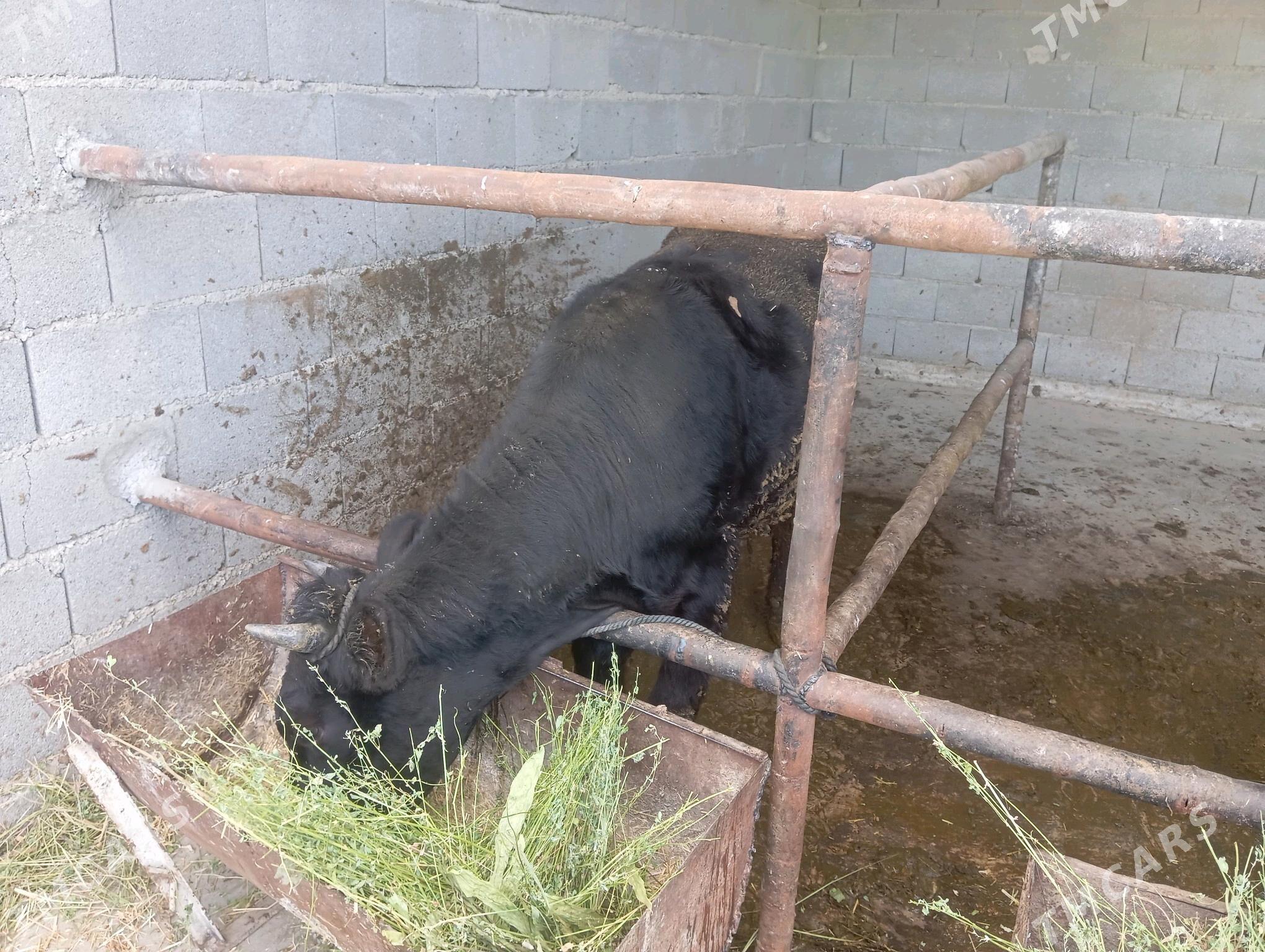 öküz - Бахарден - img 4