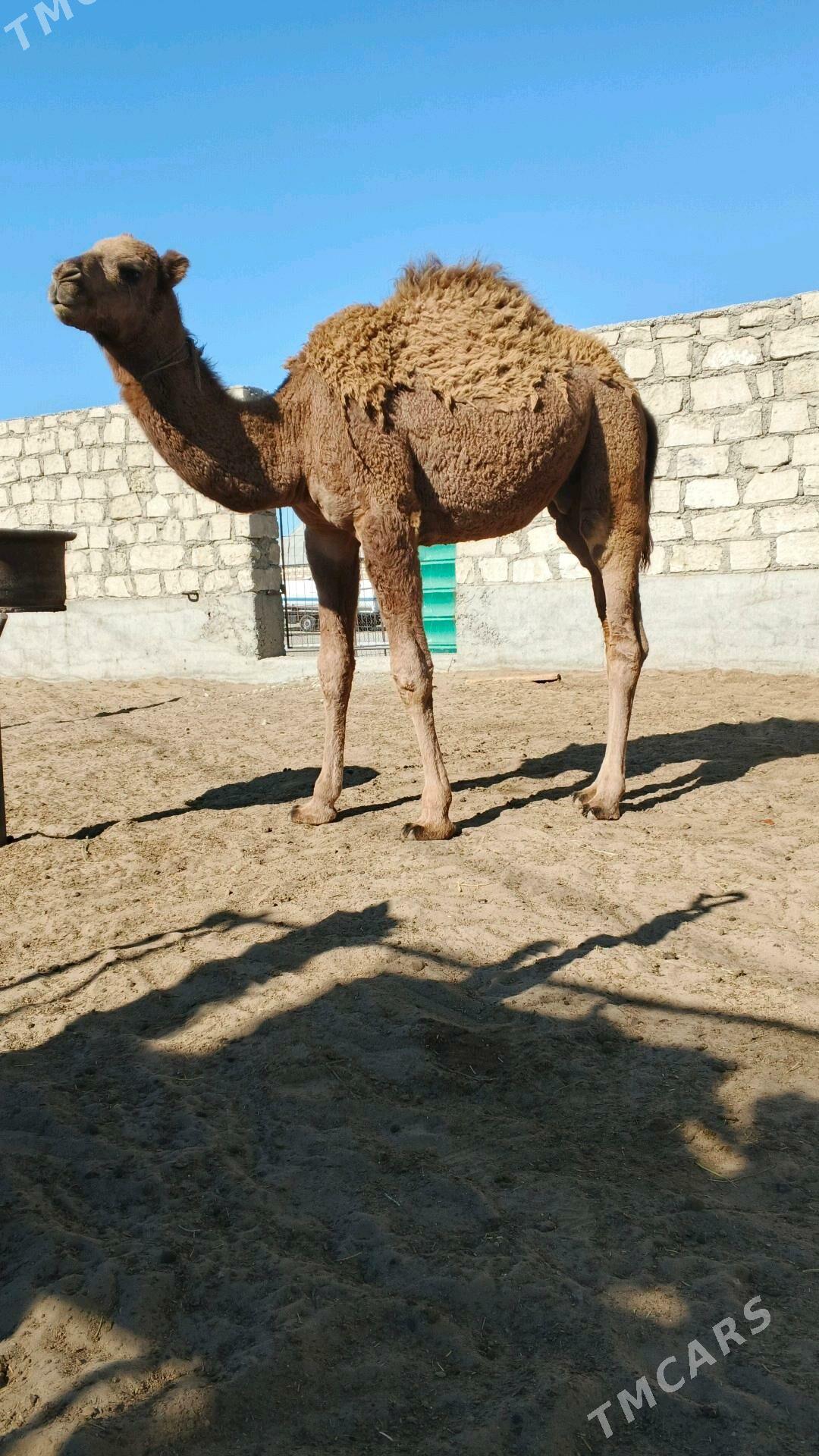 yaş mal - Гумдаг - img 2