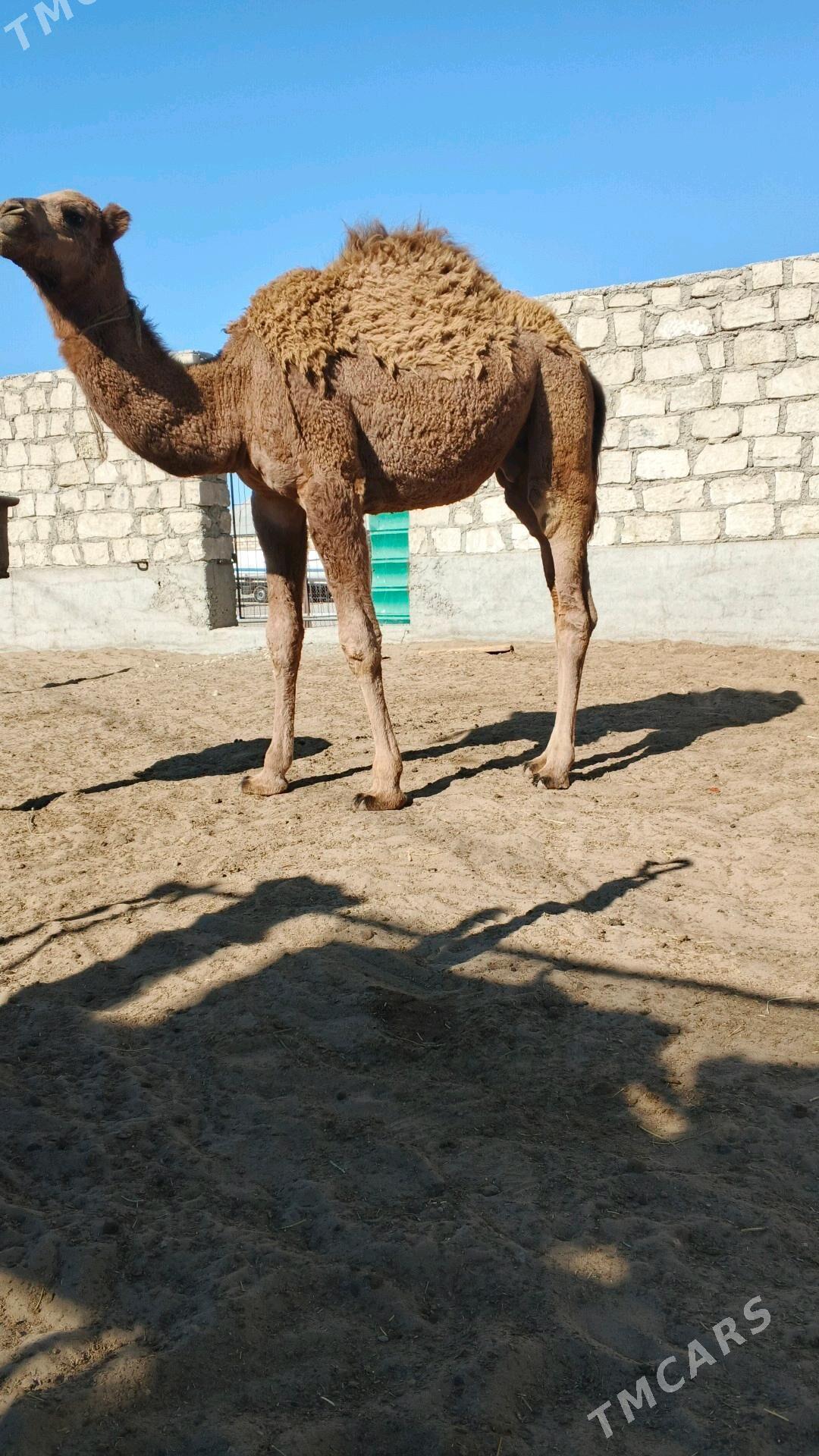 yaş mal - Гумдаг - img 3