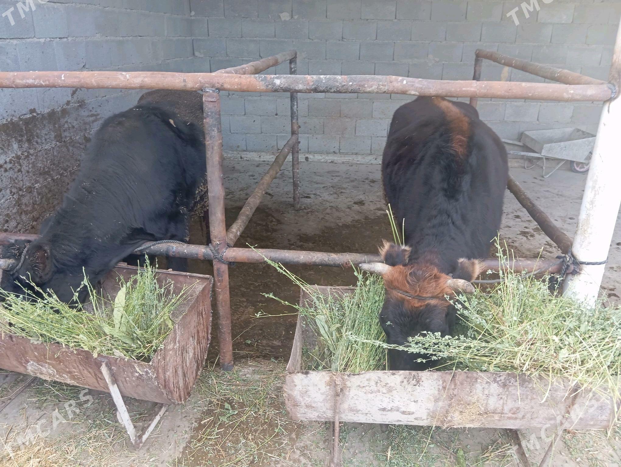 öküz - Бахарден - img 5