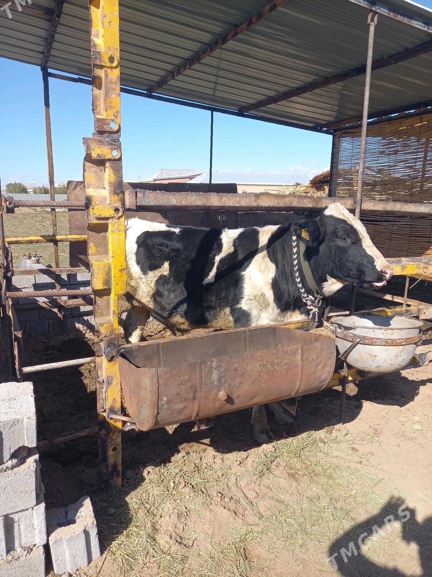 Öküz - Мары - img 3