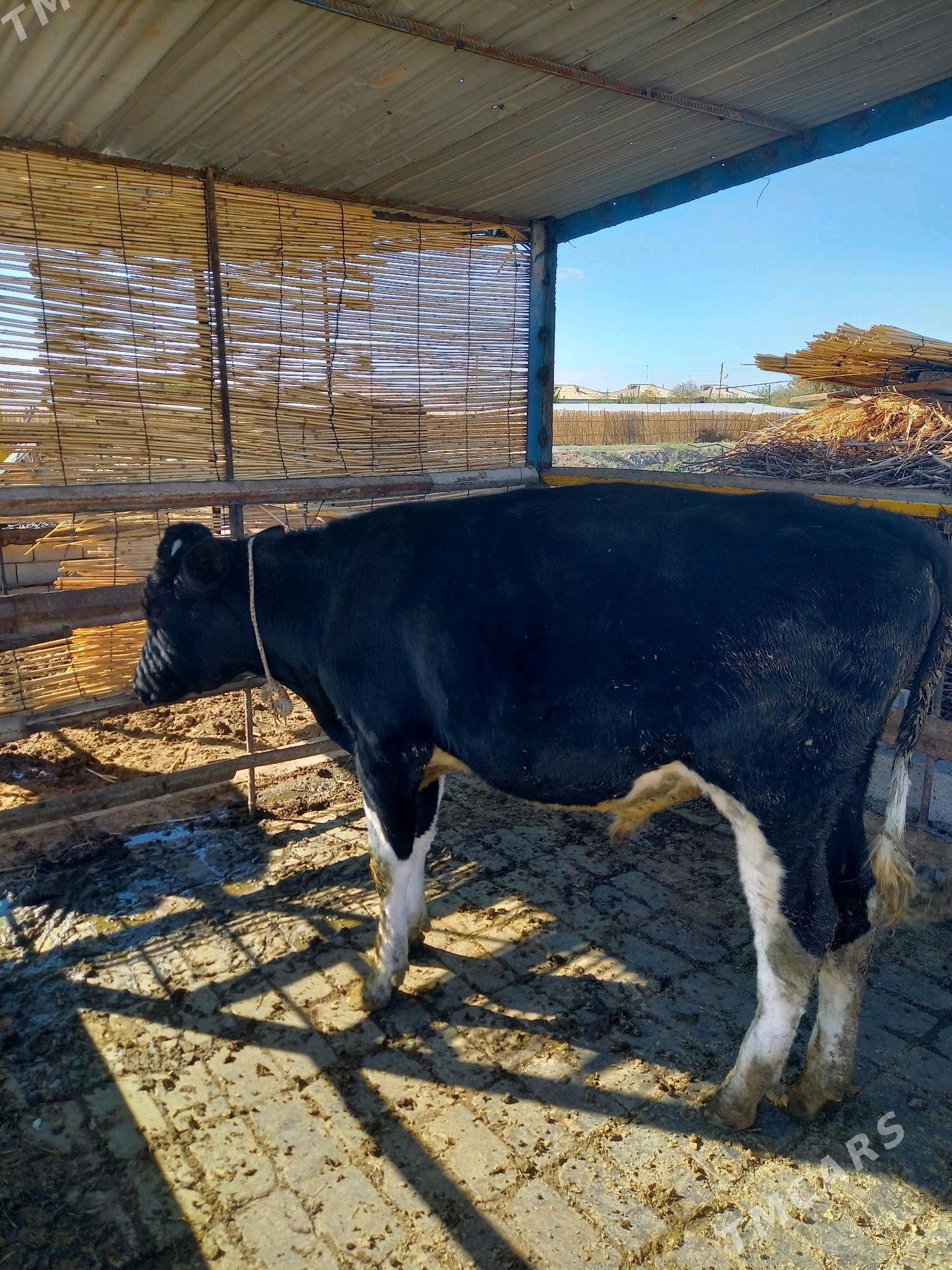 Öküz - Мары - img 4