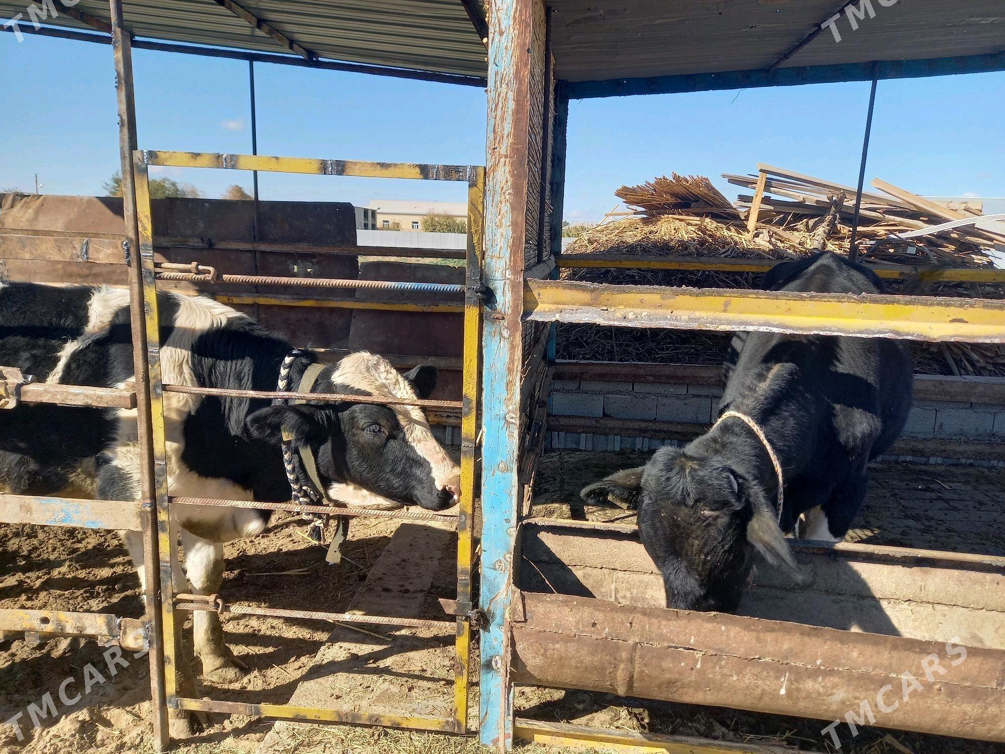 Öküz - Мары - img 6