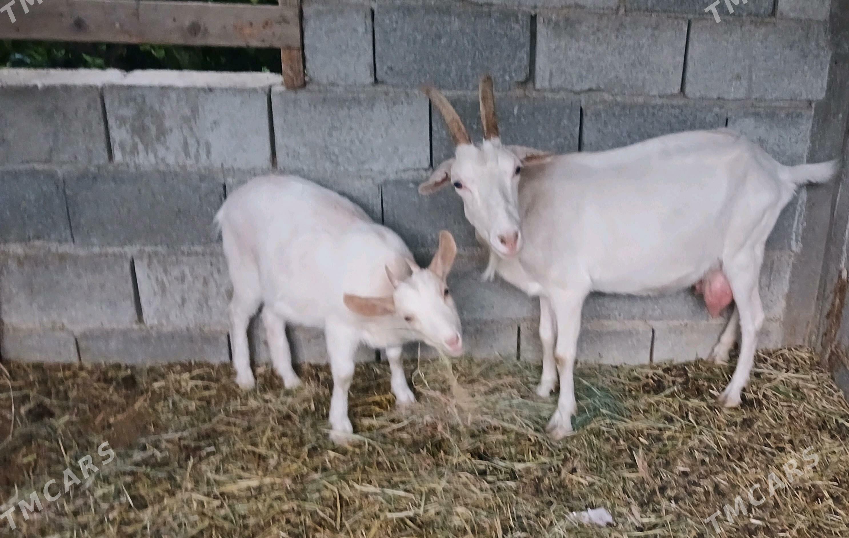 sanen teke bar geci - Гёкдепе - img 1