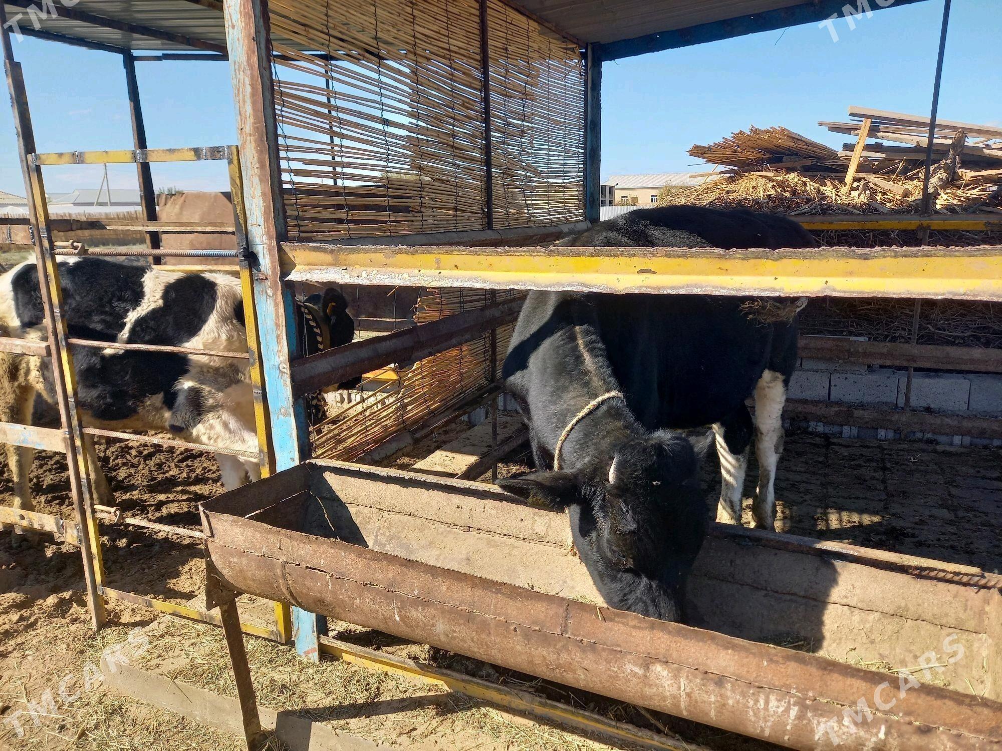 Öküz - Мары - img 8