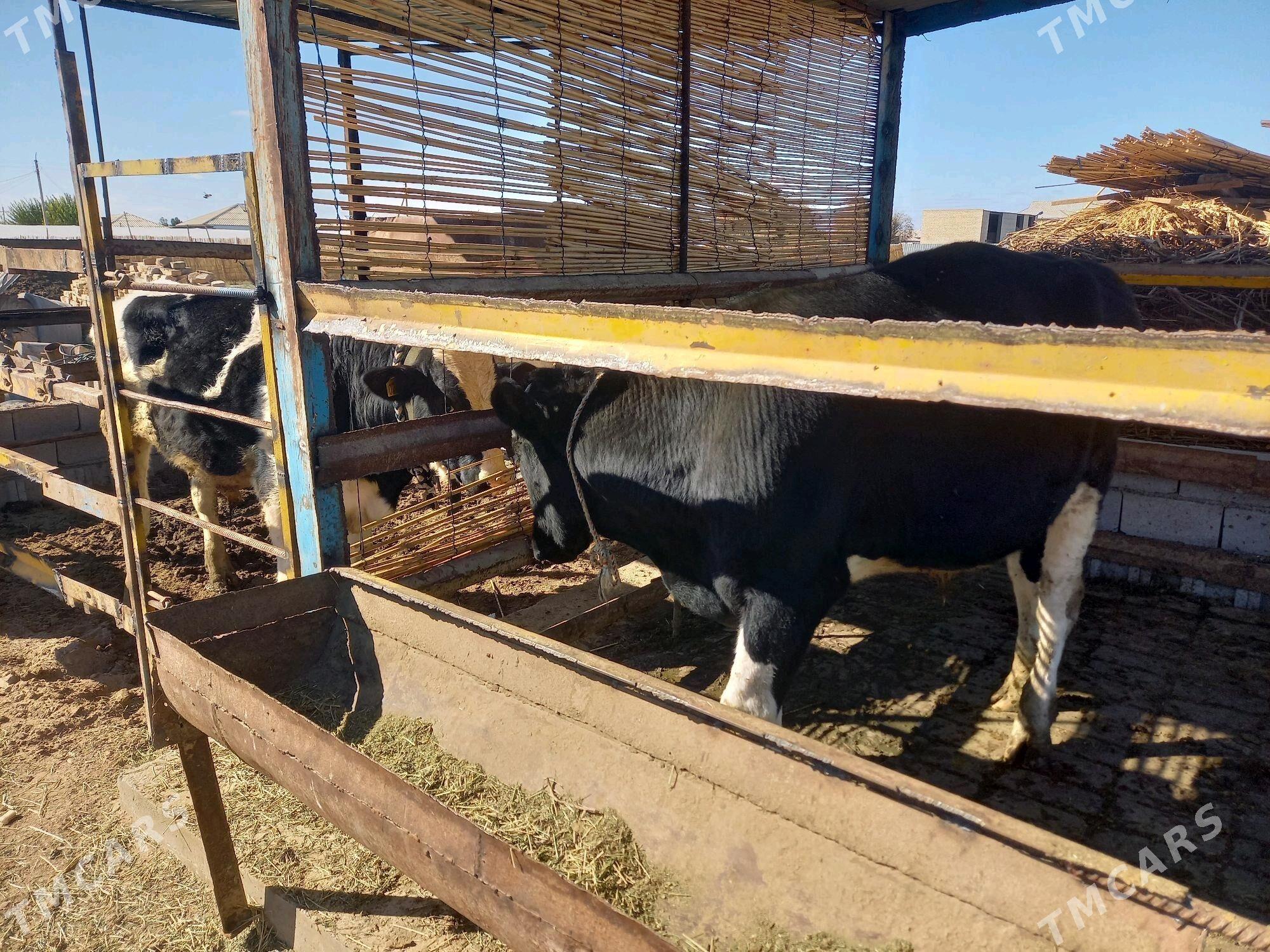 Öküz - Мары - img 7