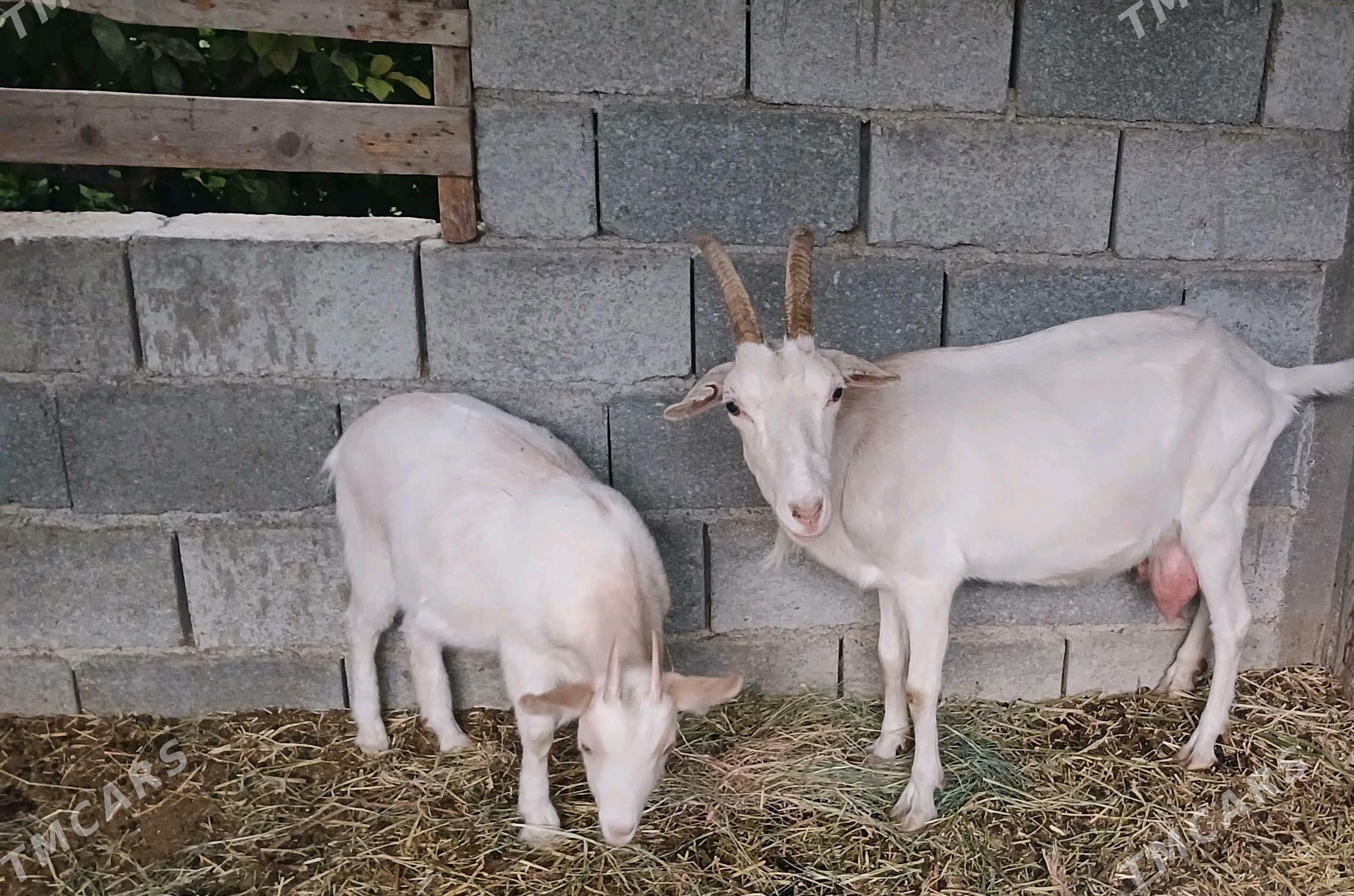 sanen teke bar geci - Гёкдепе - img 2