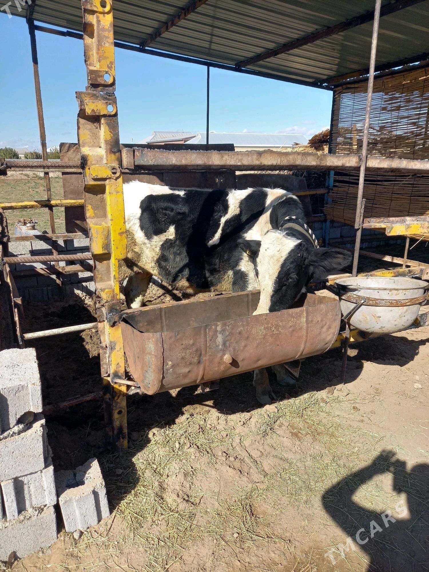 Öküz - Мары - img 9