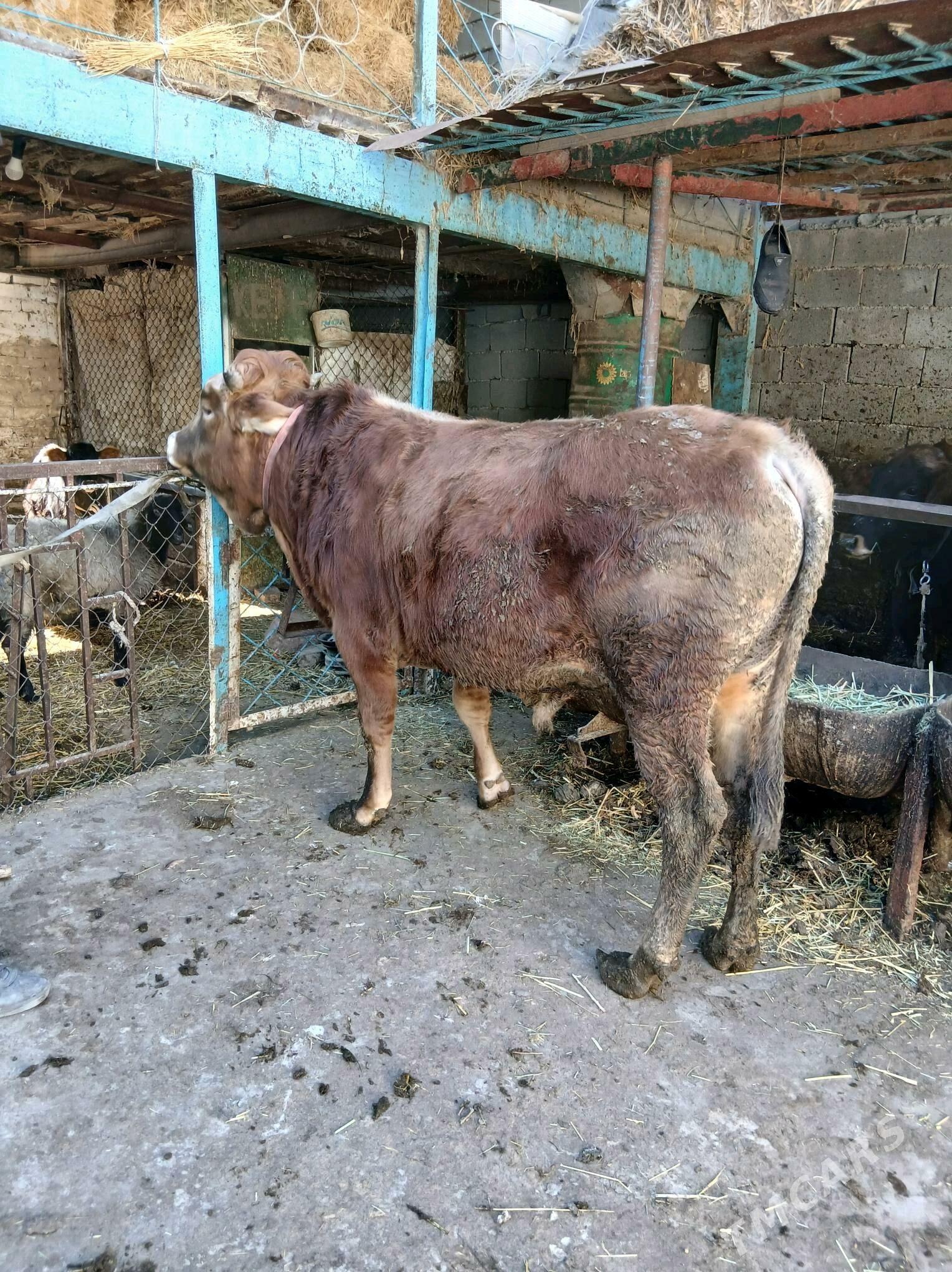 Ökuz - Анев - img 3