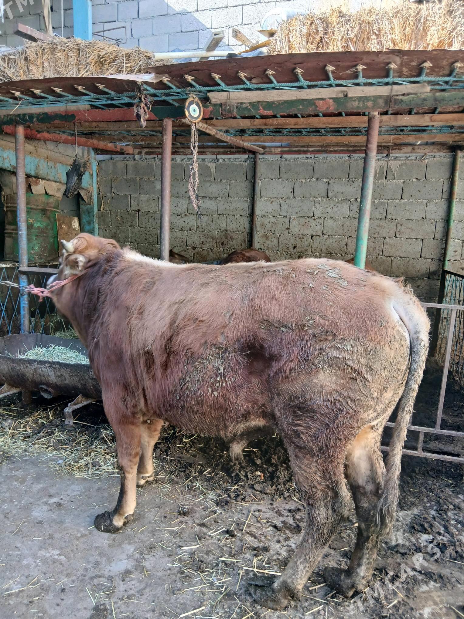 Ökuz - Анев - img 4