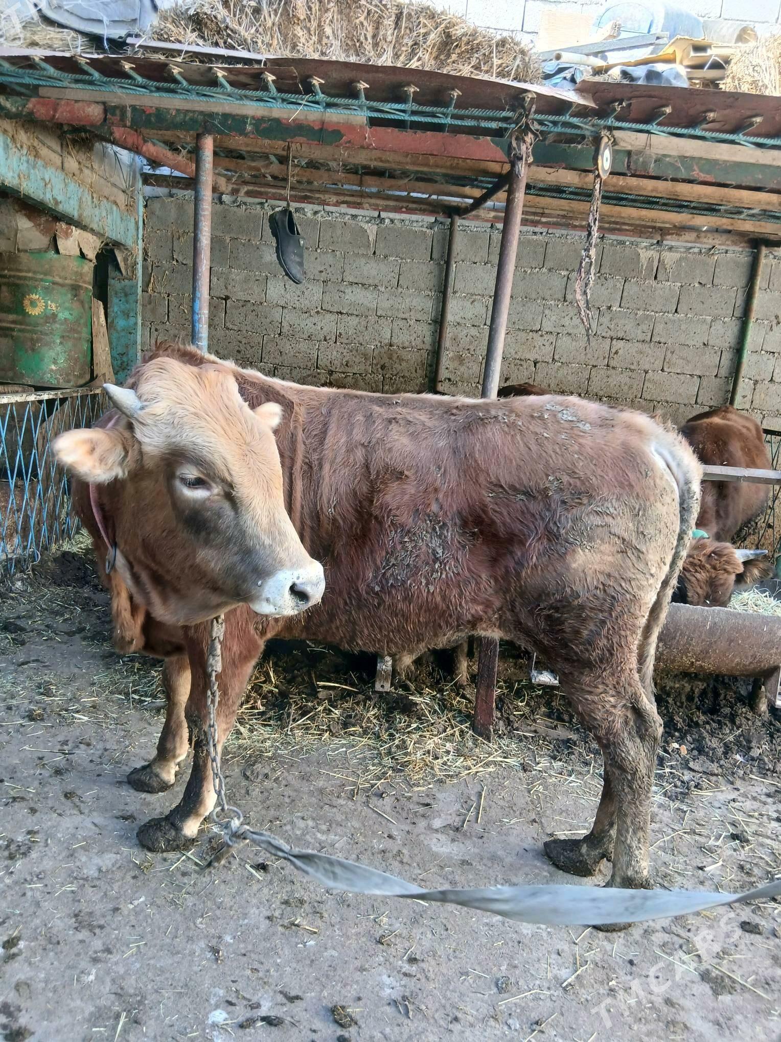 Ökuz - Анев - img 2