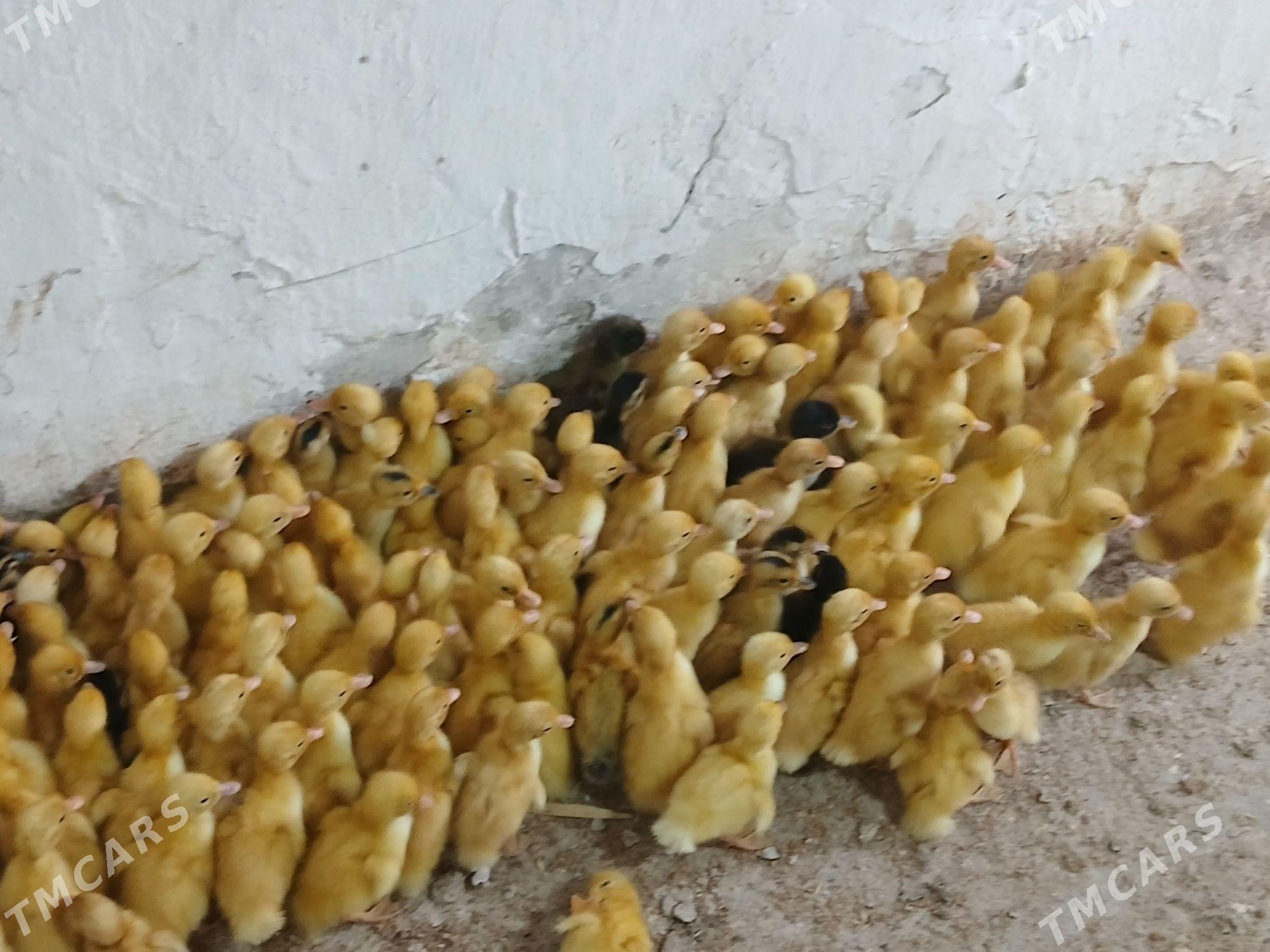 gak gak - Гёкдже - img 5