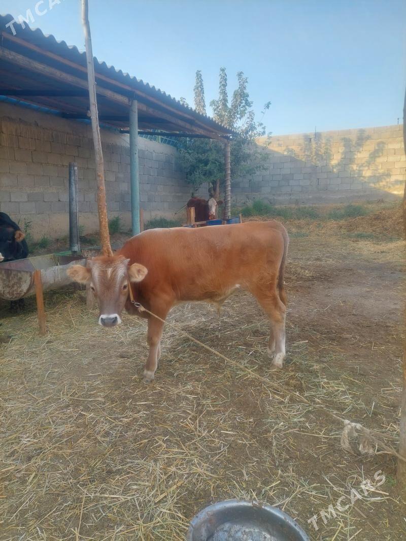 Ökuz - Gökdepe - img 3