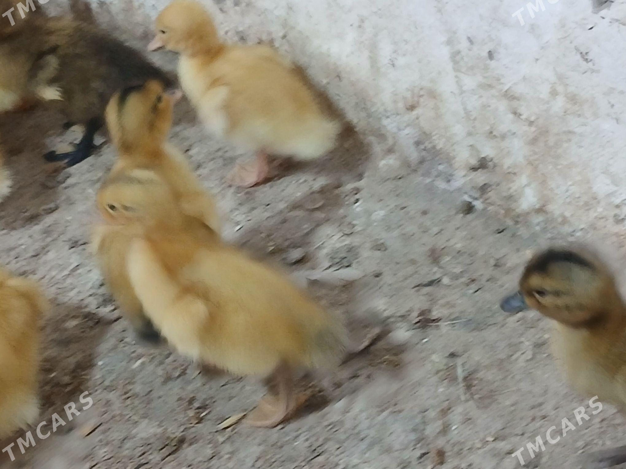 gak gak - Гёкдже - img 2