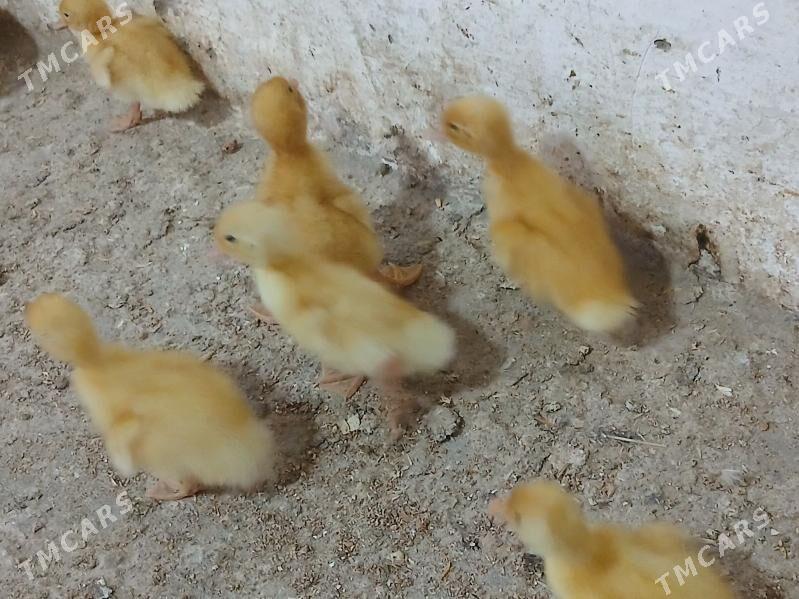 gak gak - Гёкдже - img 3