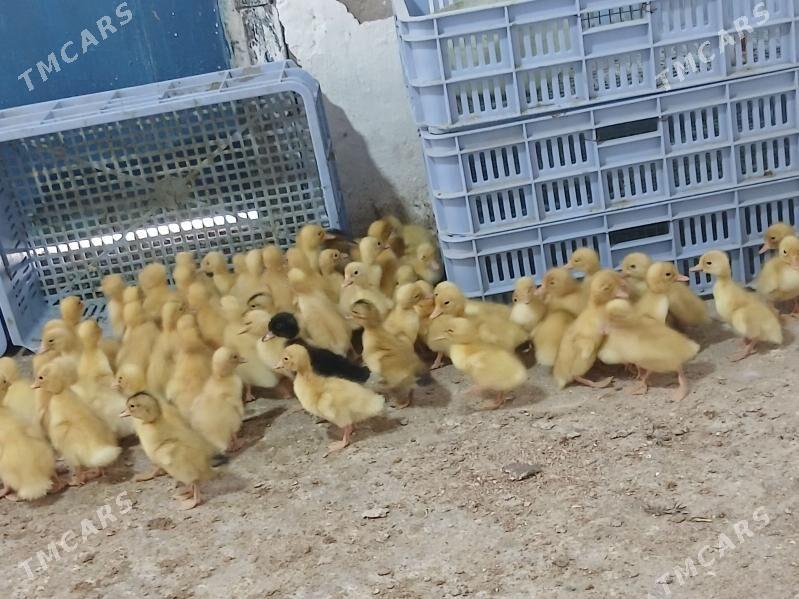 gak gak - Гёкдже - img 4