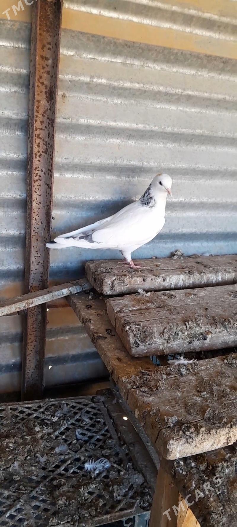 kepderi - Mary - img 3