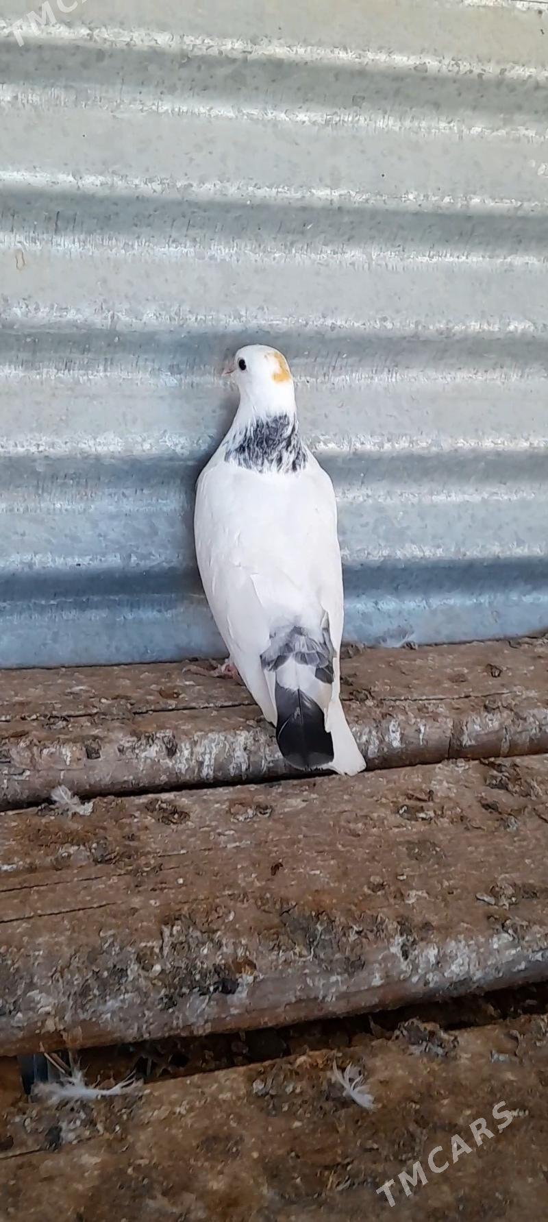 kepderi - Mary - img 4