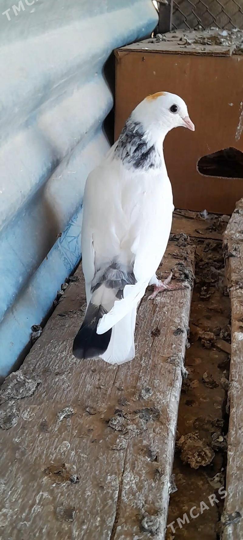 kepderi - Mary - img 6