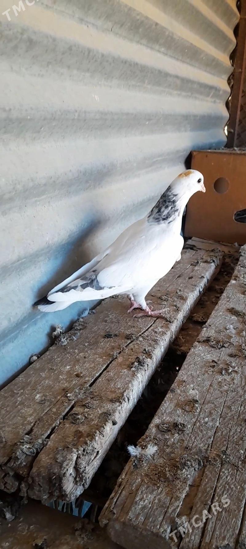 kepderi - Mary - img 2