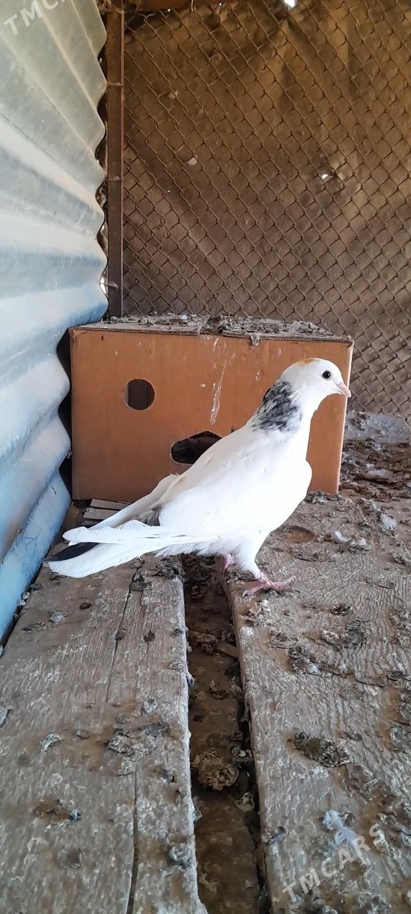 kepderi - Mary - img 7