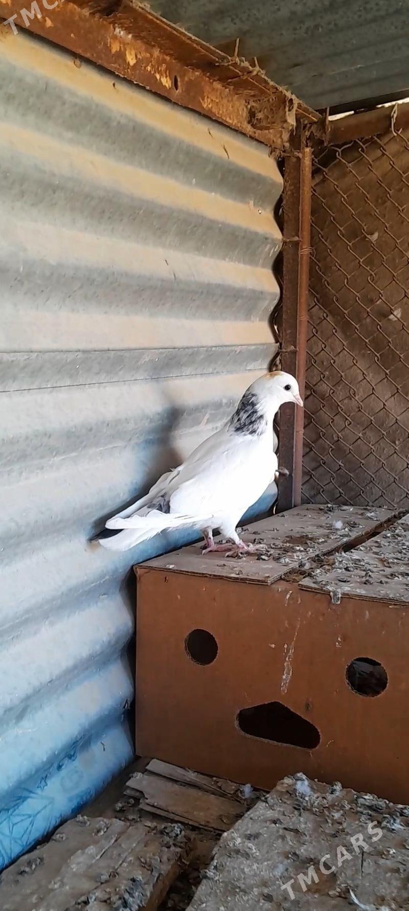 kepderi - Mary - img 8