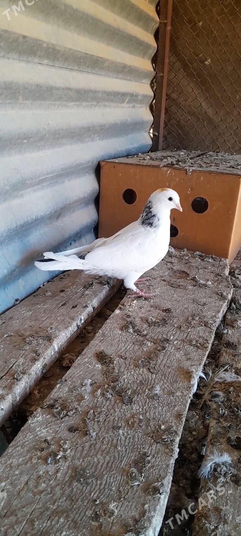 kepderi - Mary - img 5