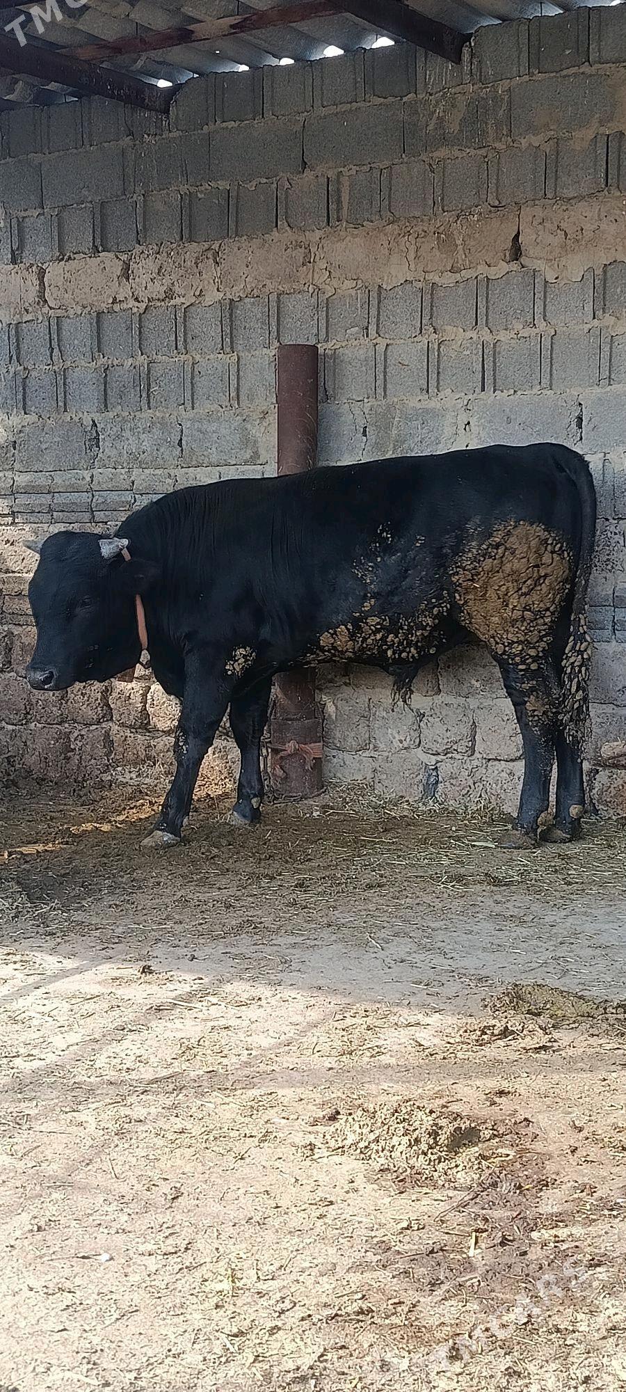 arsa gibrit okuz - Bäherden - img 2