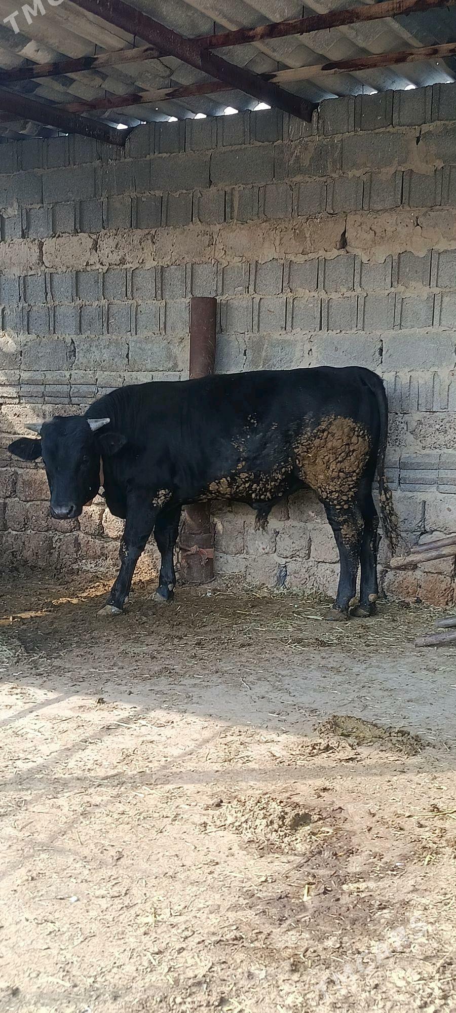 arsa gibrit okuz - Bäherden - img 1