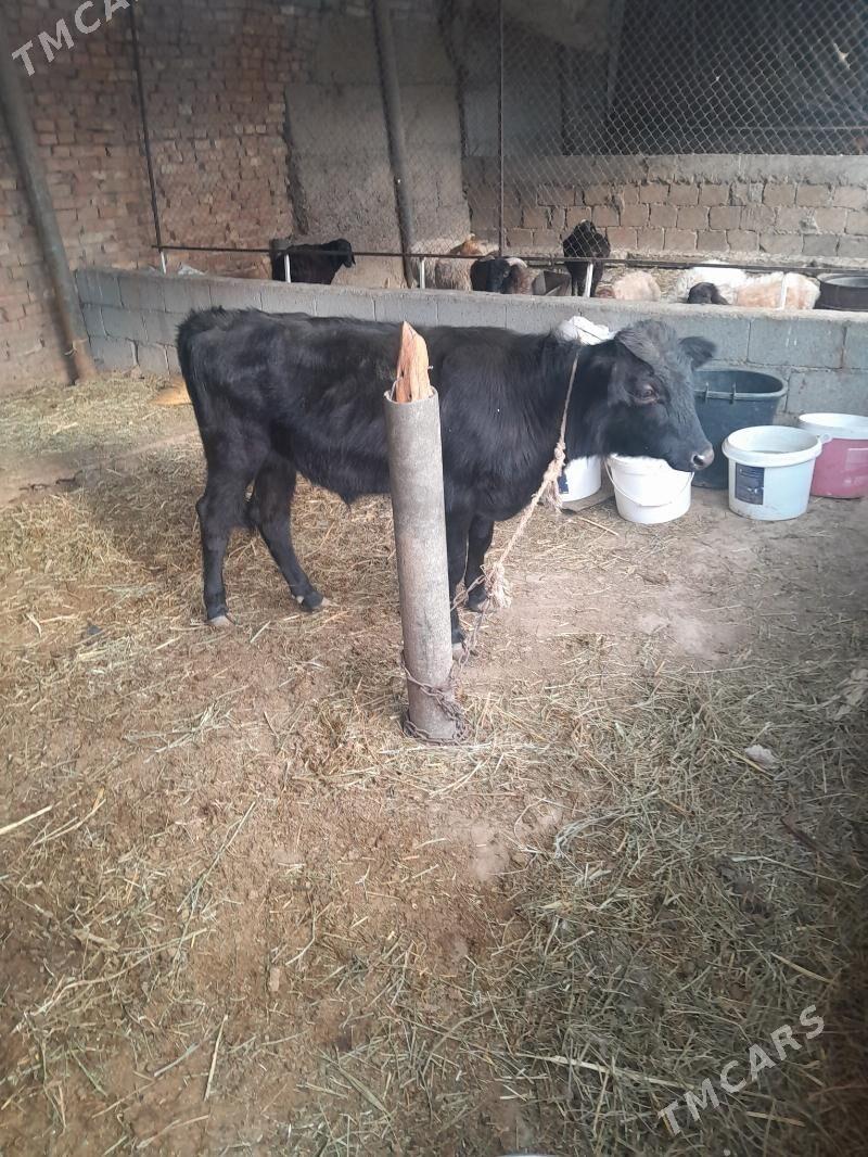 okuz gibrit - Ak bugdaý etraby - img 1