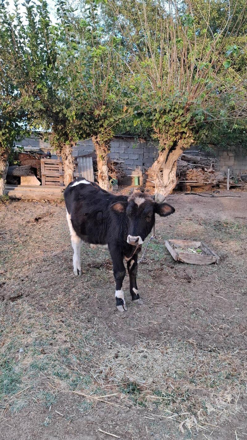 okuz - Aşgabat - img 2