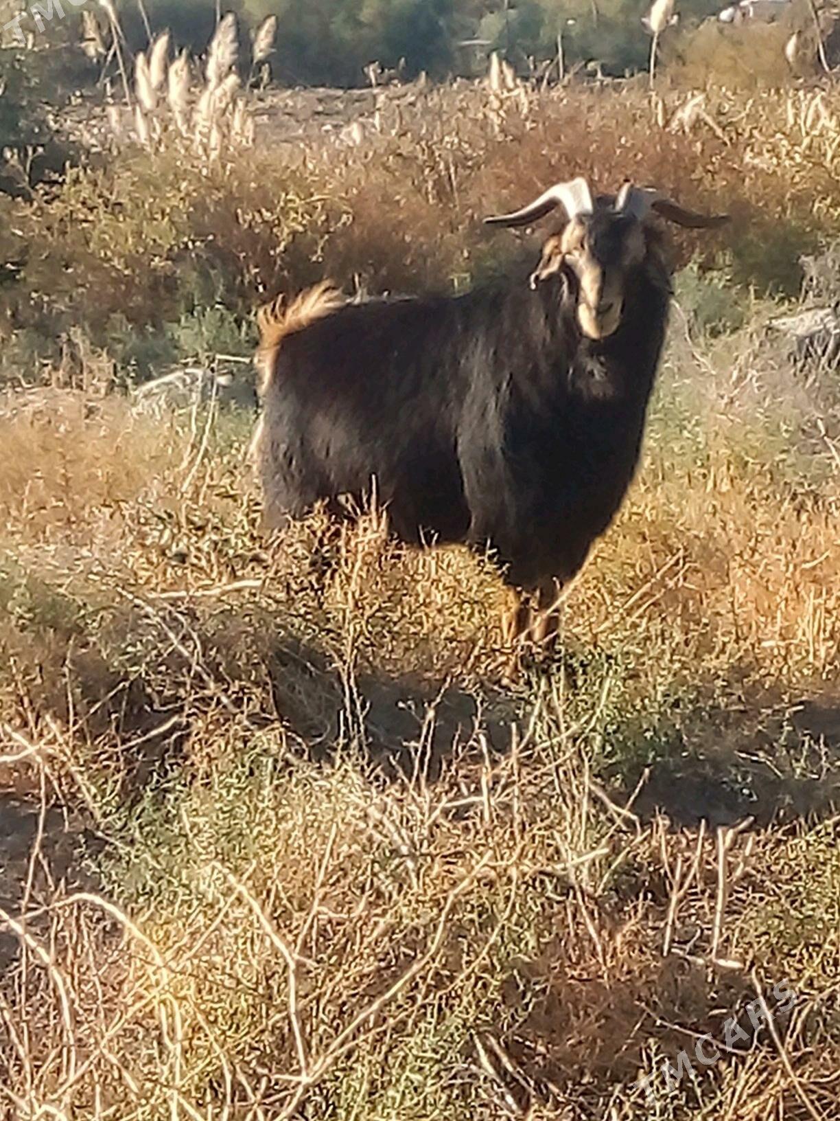 Teke - Бахарден - img 2