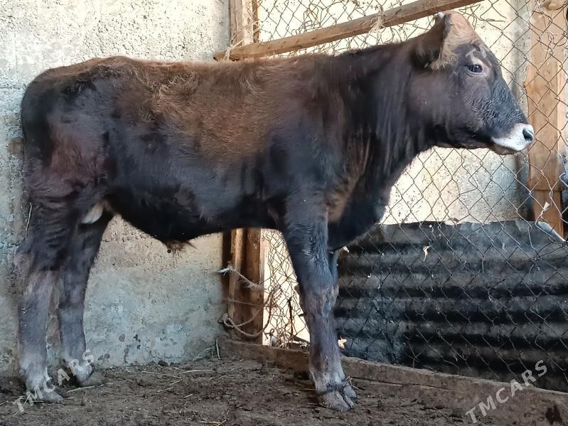 şwes öküz - Бузмеин - img 2