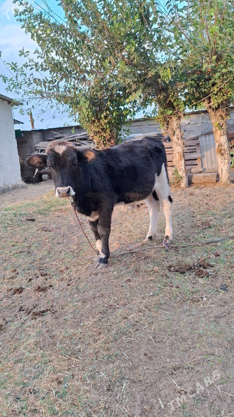 okuz - Aşgabat - img 3