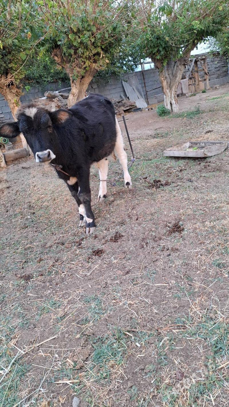 okuz - Aşgabat - img 4